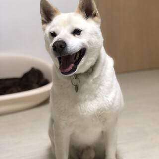 ひふみくん　16.6Kg