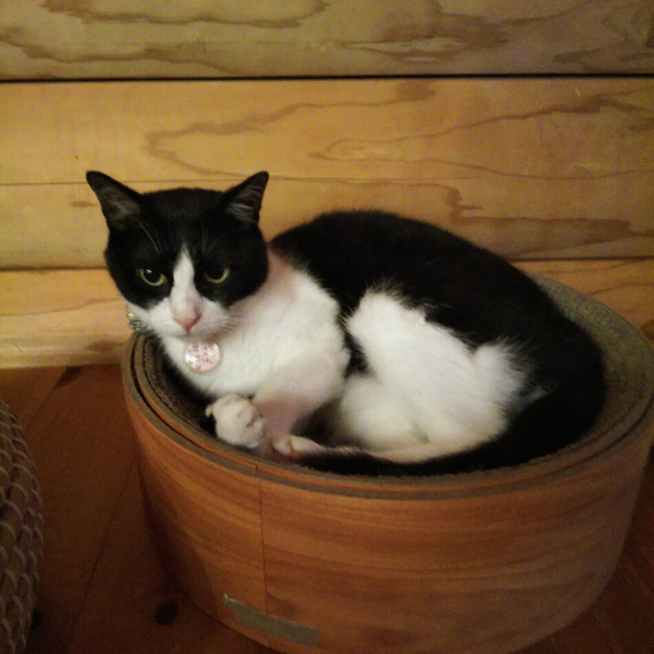サスケのカバー写真