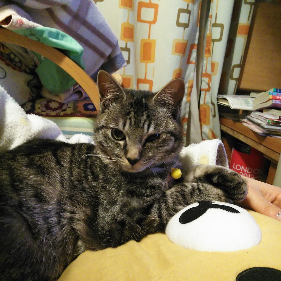 暖（ダン）のカバー写真