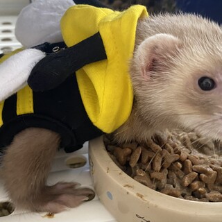 大切に飼ってくれる方のみ