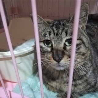 癒し系☆おとなしい大きなキジトラくん