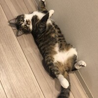 シェリー