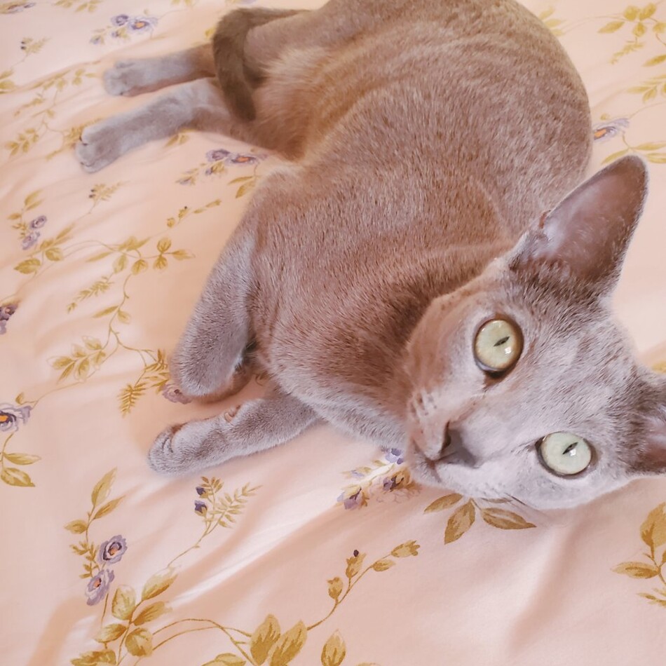 クウちゃんのカバー写真