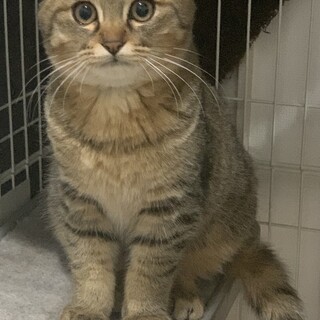 去勢済生後半年の可愛い子猫ちゃん