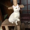 白猫　遊び大好き サムネイル7