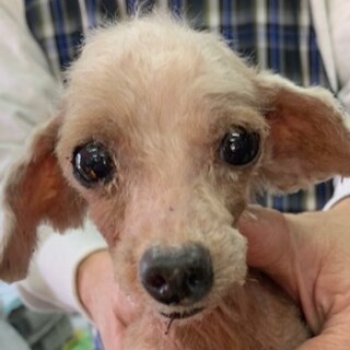 プードルの成犬　男の子