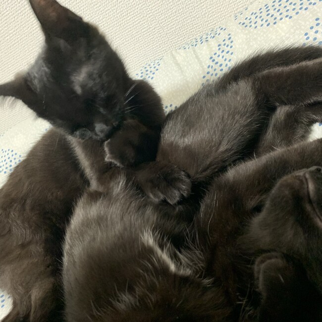 木木木のカバー写真