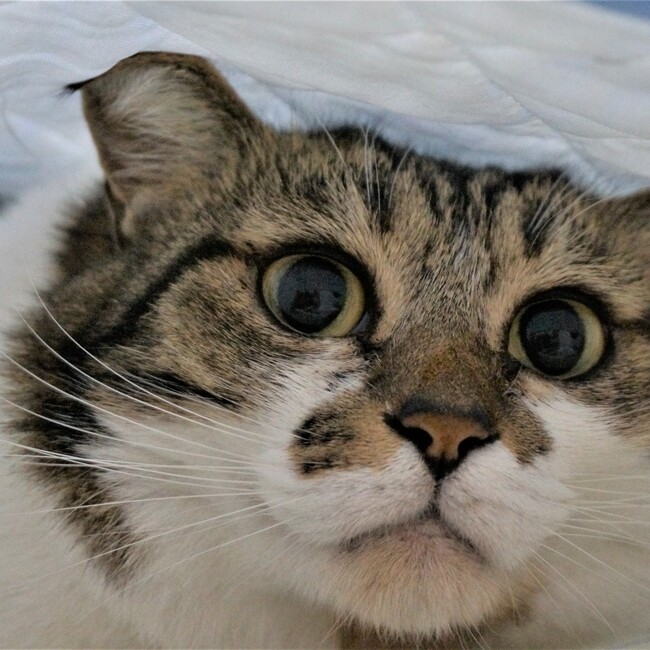 ミルフルのカバー写真