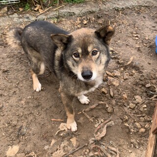 人が好きなアオイ