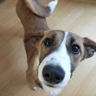 募集停止【2/21譲渡会参加】コーギーmix