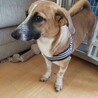 募集停止【2/21譲渡会参加】コーギーmix サムネイル2