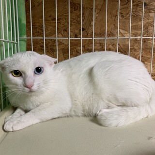 慣れると甘えん坊！人見知りです。マリア☆