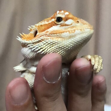の写真