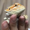 の写真