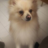 ちゃい