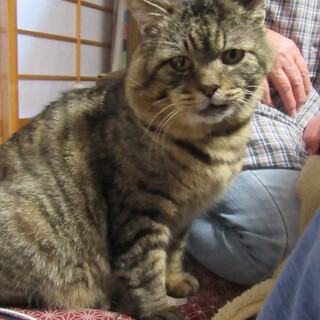 保護猫の男の子　パンダちゃんです！