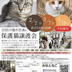 ねこの譲渡会@芝浦(JR田町駅徒歩7分)
