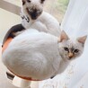 ツクシとナズナ