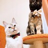 ツクシとノビル