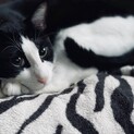 【お試し1ヶ月】犬のようにアクティブな猫！