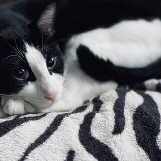 【お試し1ヶ月】犬のようにアクティブな猫！