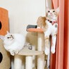 ハコベとツクシ