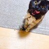 ノビル