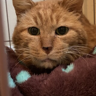 里親様を待っています。成猫♂