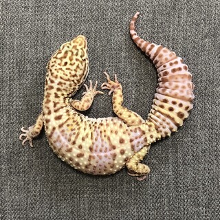 レオパードゲッコー アダルト」神奈川県 - 爬虫類・他の里親募集