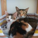 ママと娘とペアで仲良し三毛母娘