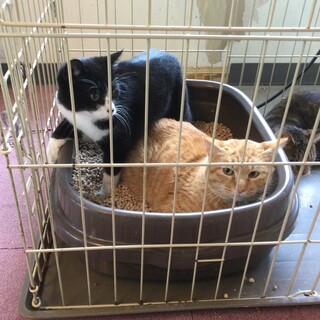 【保護猫】とろ推定3歳♂茶トラ