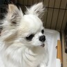 hatiware-mamaさん、元気だしてね。私は自力でごはん食べられなくなったけれど頑張るよ♪あざみ