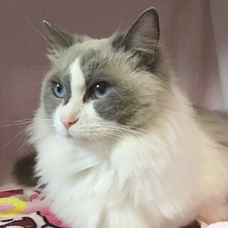 【2/21東日本橋】ラグドール♡シオンちゃん