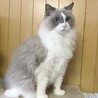 【2/21東日本橋】ラグドール♡シオンちゃん サムネイル2