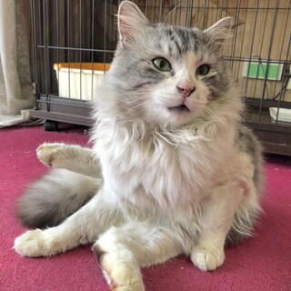 ふーくん、もふもふ、人馴れしてます。