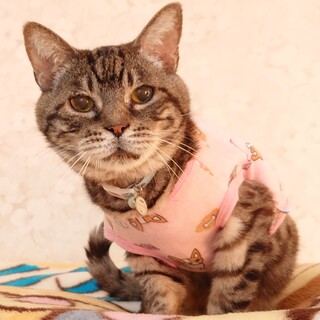 １２才のデレデレ男子な清盛くん