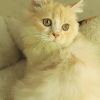 アリス♡里親さん決定しました