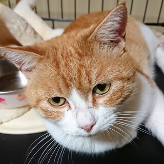 ゴロゴロ茶白のボス◎にこ◎