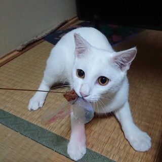 美しすぎる男の子◇おくら◇