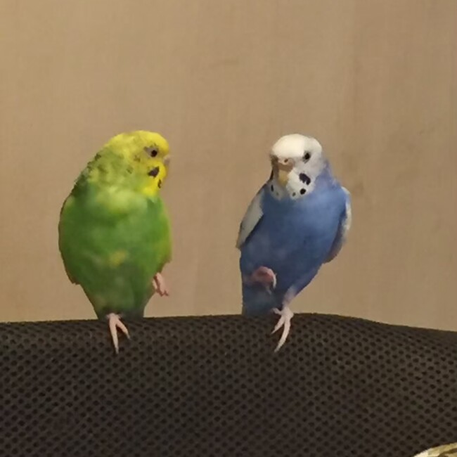 0315みゆのカバー写真