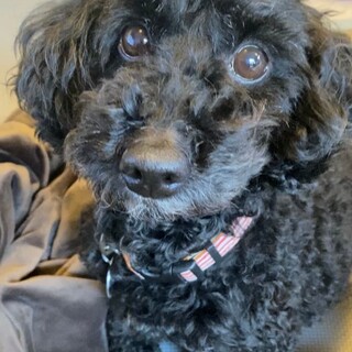 元気いっぱい♡おちゃめなトイプミックスさんごちゃん