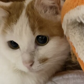 2ヶ月脱走してお外で頑張ってたネコちゃんです
