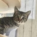 ついにデレた！キジトラカギシッポ小袖ちゃん
