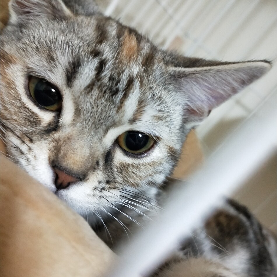 ロナのカバー写真