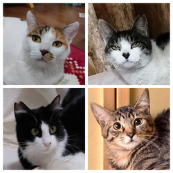 LINEオンライン譲渡会（ライブ！） サムネイル2