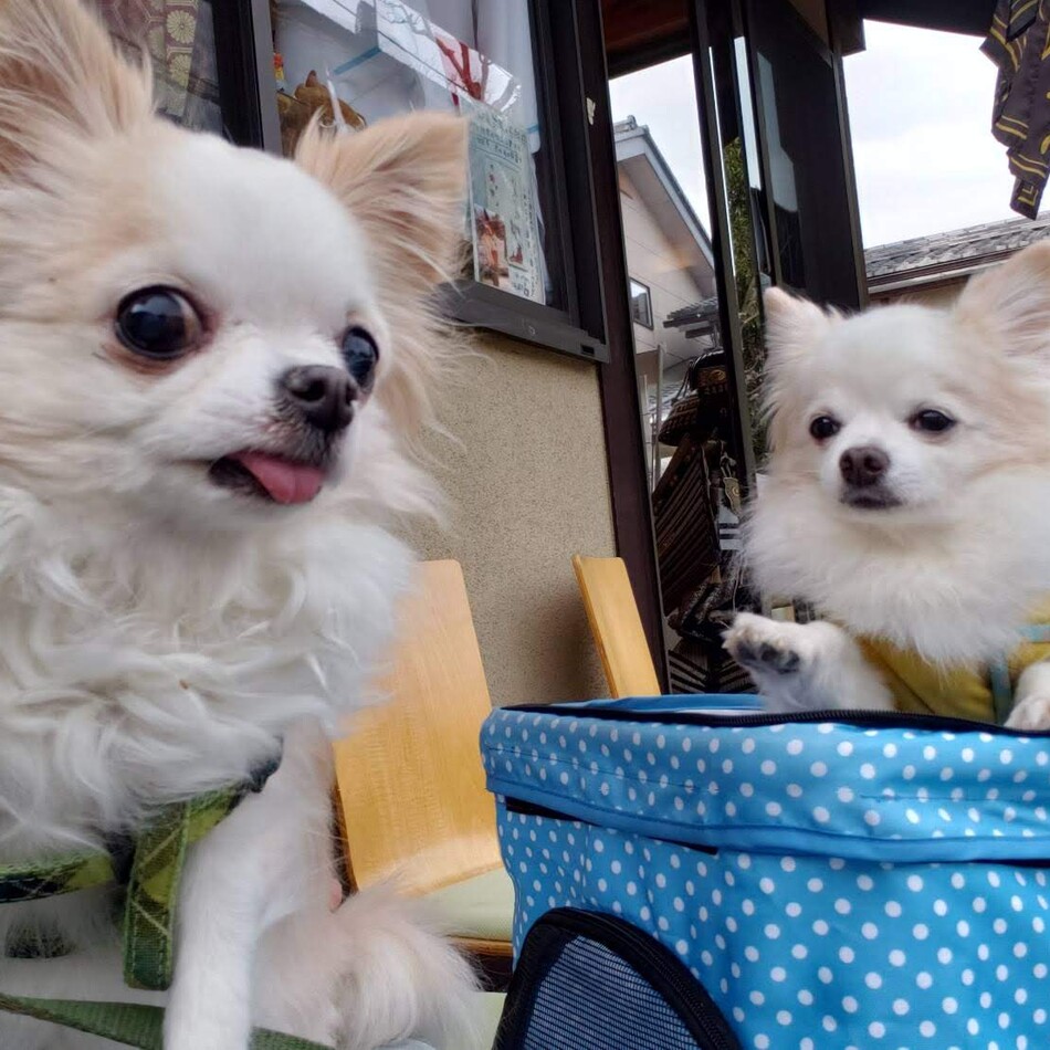 コタローのカバー写真