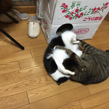 いつも元気なバトル！毎日やっても飽きない？？２匹