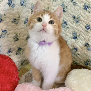 2/20譲渡会(大阪都島区)参加・3か月の子猫！