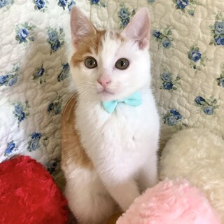 2/20譲渡会(大阪都島区)・3か月の子猫！