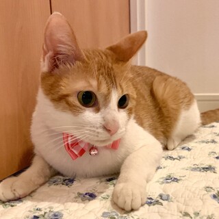 2/20譲渡会(大阪都島区)参加・３歳の美猫！